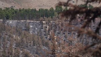 "סמל נחישות היישוב היהודי": סיפורו של היער השרוף בגבול הצפון