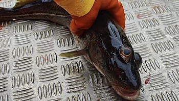 אף אחד לא יודע להסביר למה לדג הזה יש שלוש עיניים