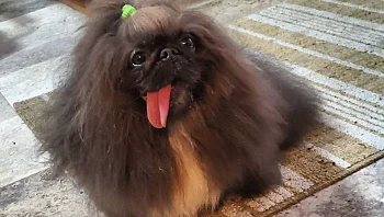 מעורר השראה: ת'אנג זכה בתואר הכלב המכוער בעולם