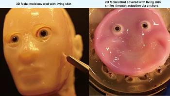 מדענים פיתחו פנים רובוטיות עם עור חי