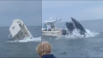 צפו: לווייתן ענק התנגש בסירה עם שני דייגים והעיף אותם למים