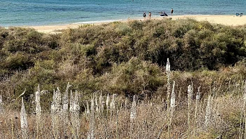 מהר לפני שייגמר: בואו לטייל בעקבות החצב מבשר הסתיו