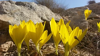 צהוב עולה: 3 מסלולים בעקבות פריחת החלמוניות באזור הבטוח