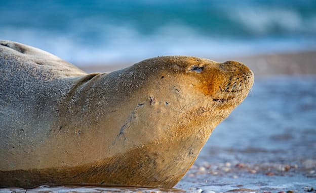 בעזה מדווחים: כלבת הים „יוליה” הגיעה לחופי הרצועה – והוחזרה למים | חדשות 13