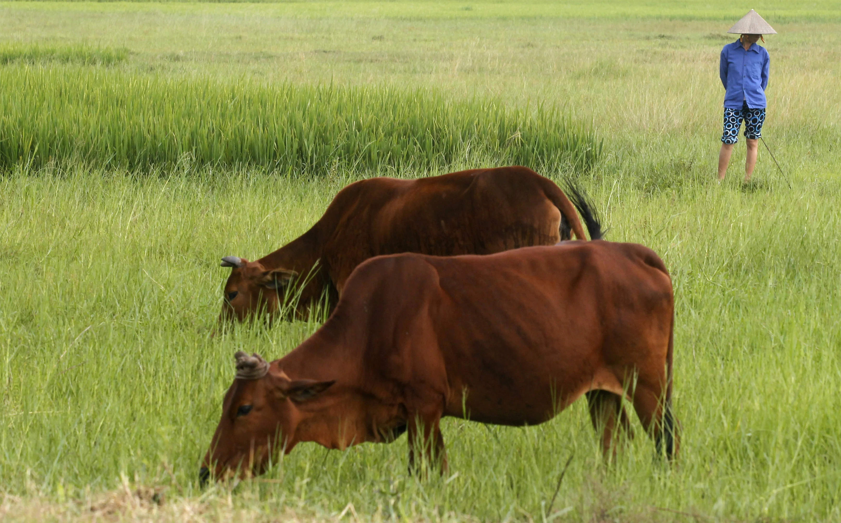 פרות בחווה, ארכיון