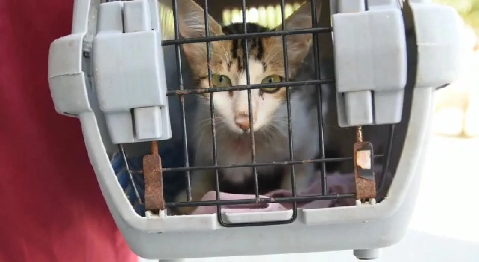 חתול שנפצע ברצועת עזה והועבר לטיפול בישראל