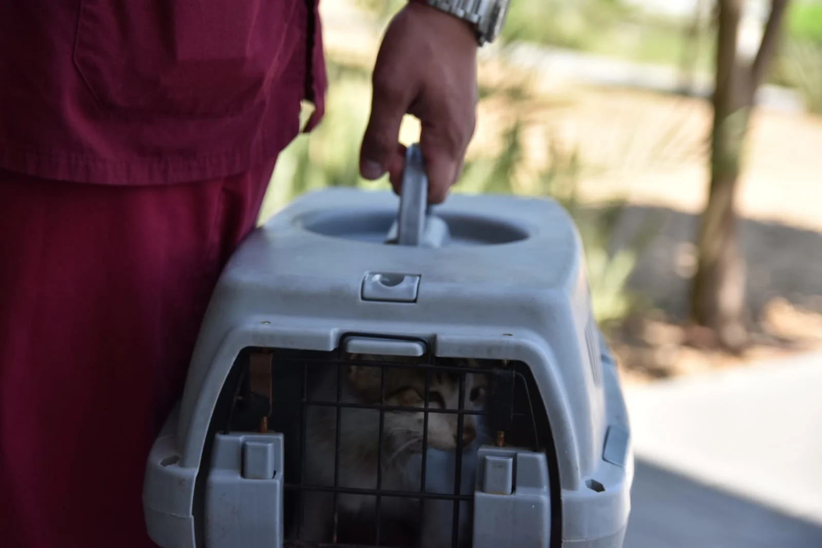 חתול שנפצע ברצועת עזה והועבר לטיפול בישראל