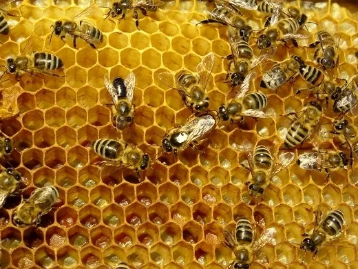 ייצור דבש בכוורת דבורים