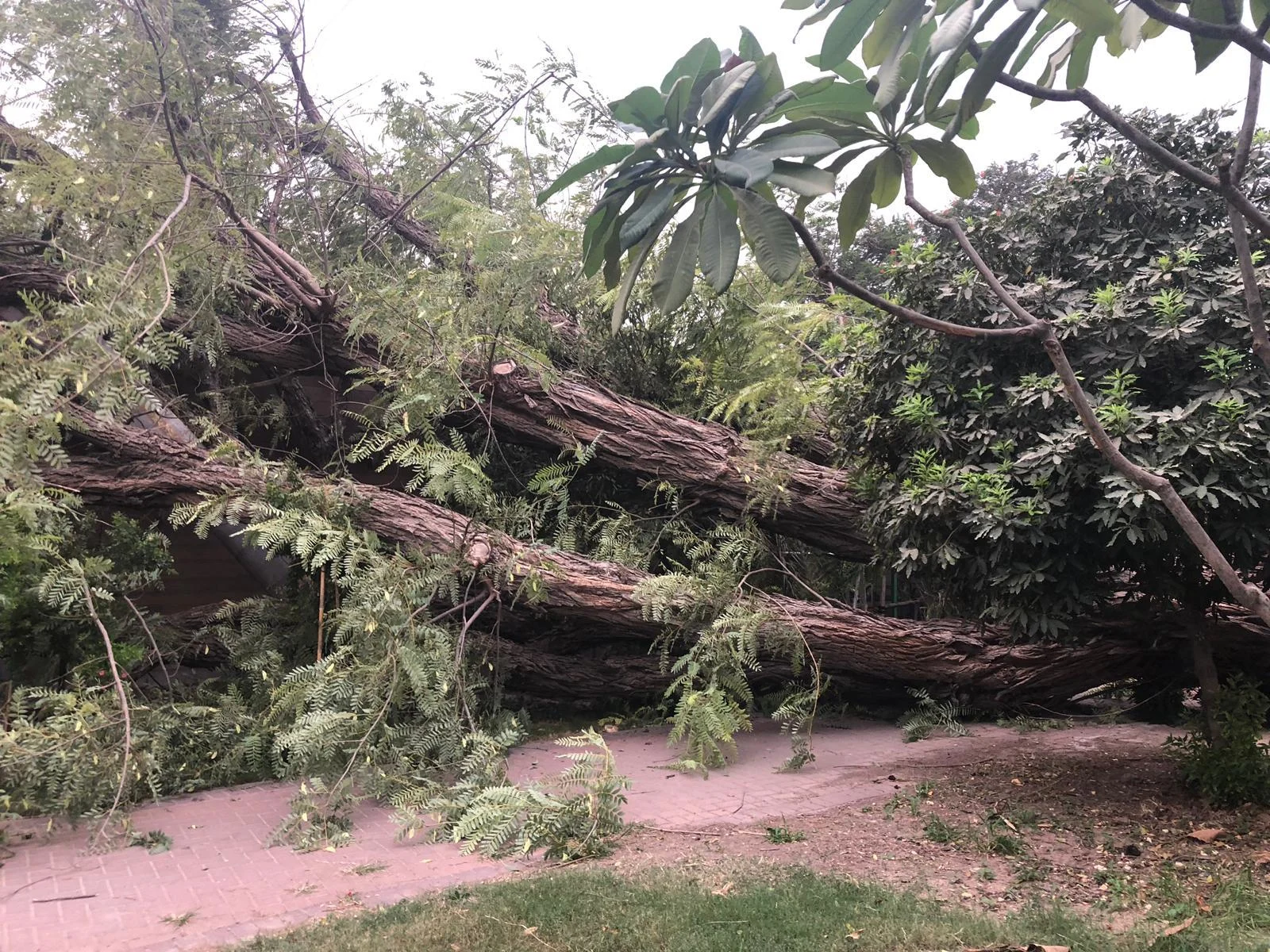 העץ הגדול שקרס על שני בתים בקיבוץ שער הגולן