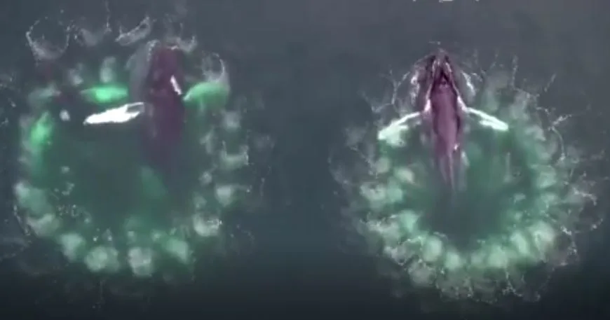 לוויתן האמפבק יוצרים בועות כדי ללכוד את טרפם