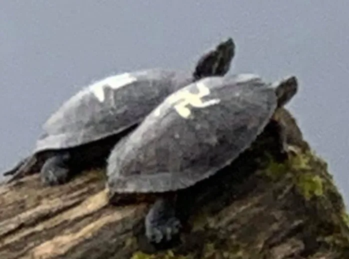 צלב קרס על שריון צבים בפארק בוושינגטון
