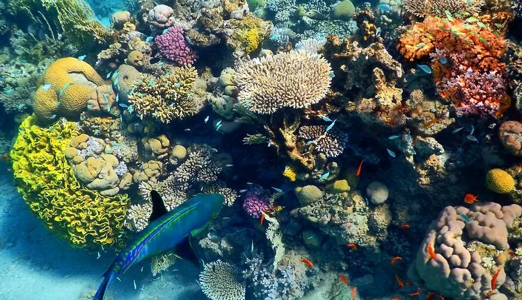 שונית אלמוגים, אילת