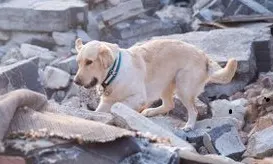 ''מרוץ נגד הזמן''. כלב במהלך חילוץ נפגעים ברעידת האדמה באיזמיר