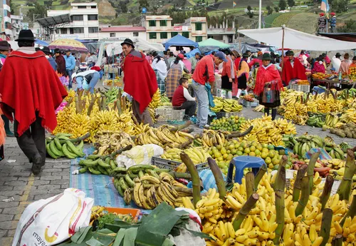מלכי הבננות באקוודור