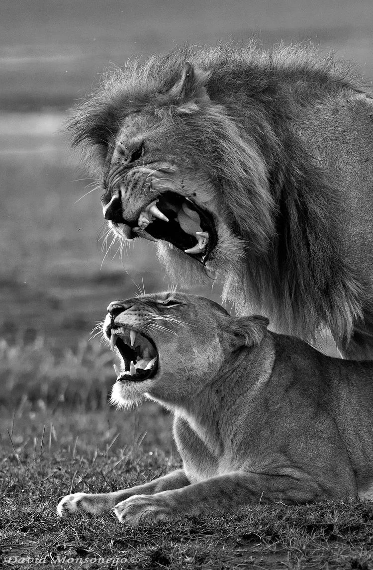 לביאה ואריה בעת הזדווגות, טנזניה