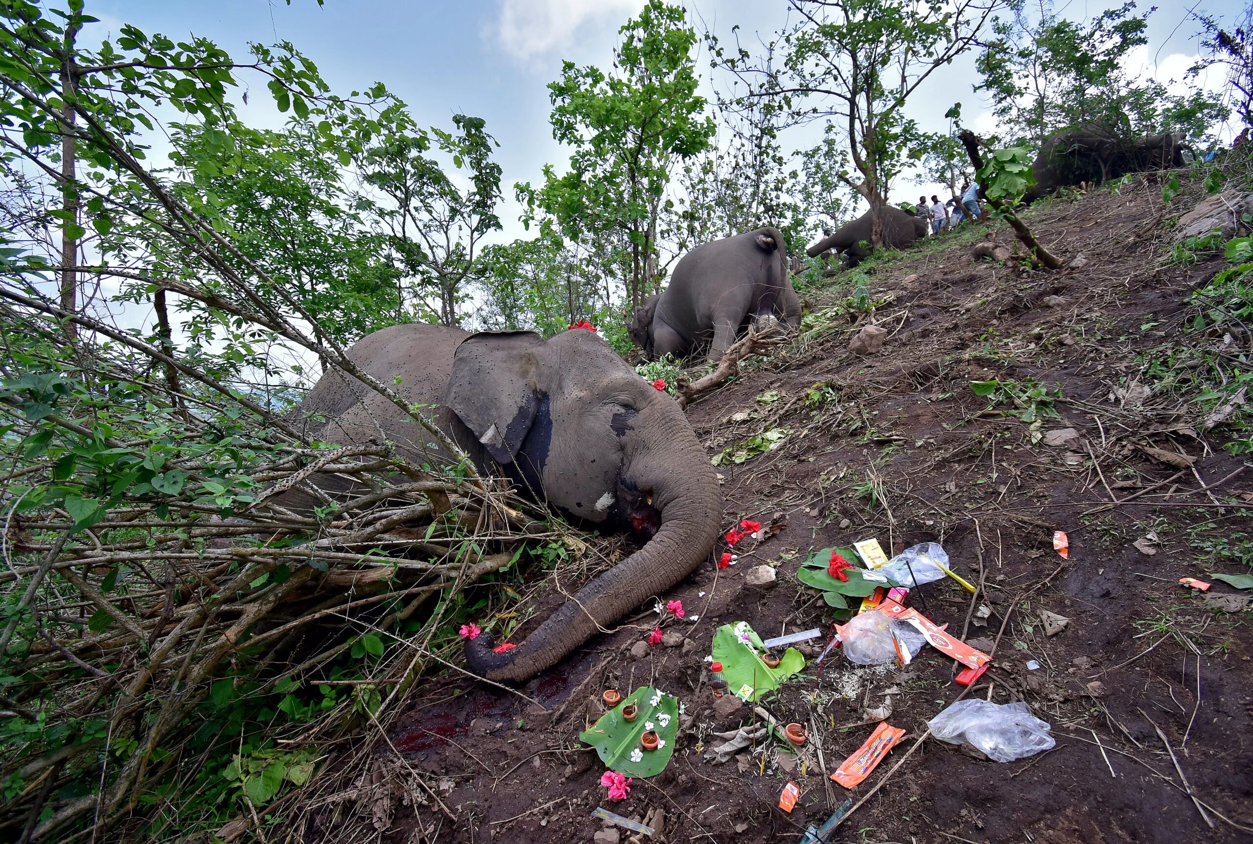 פילים שנהרגו מפגיעת ברק בהודו