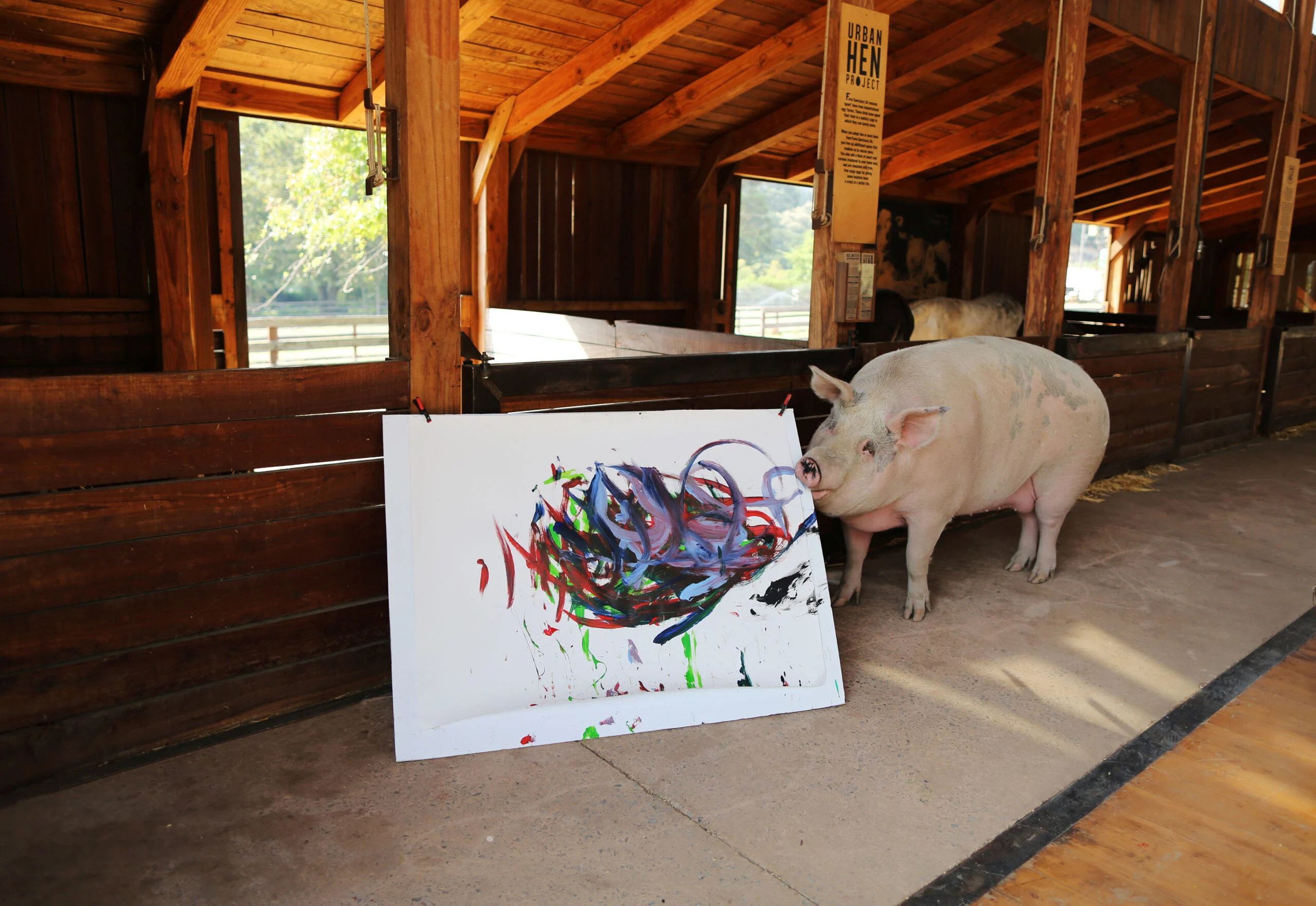 Pigcasso, A Rescued Pig, Paints On A Canvas At The Farm Sanctuary In Franschhoek
