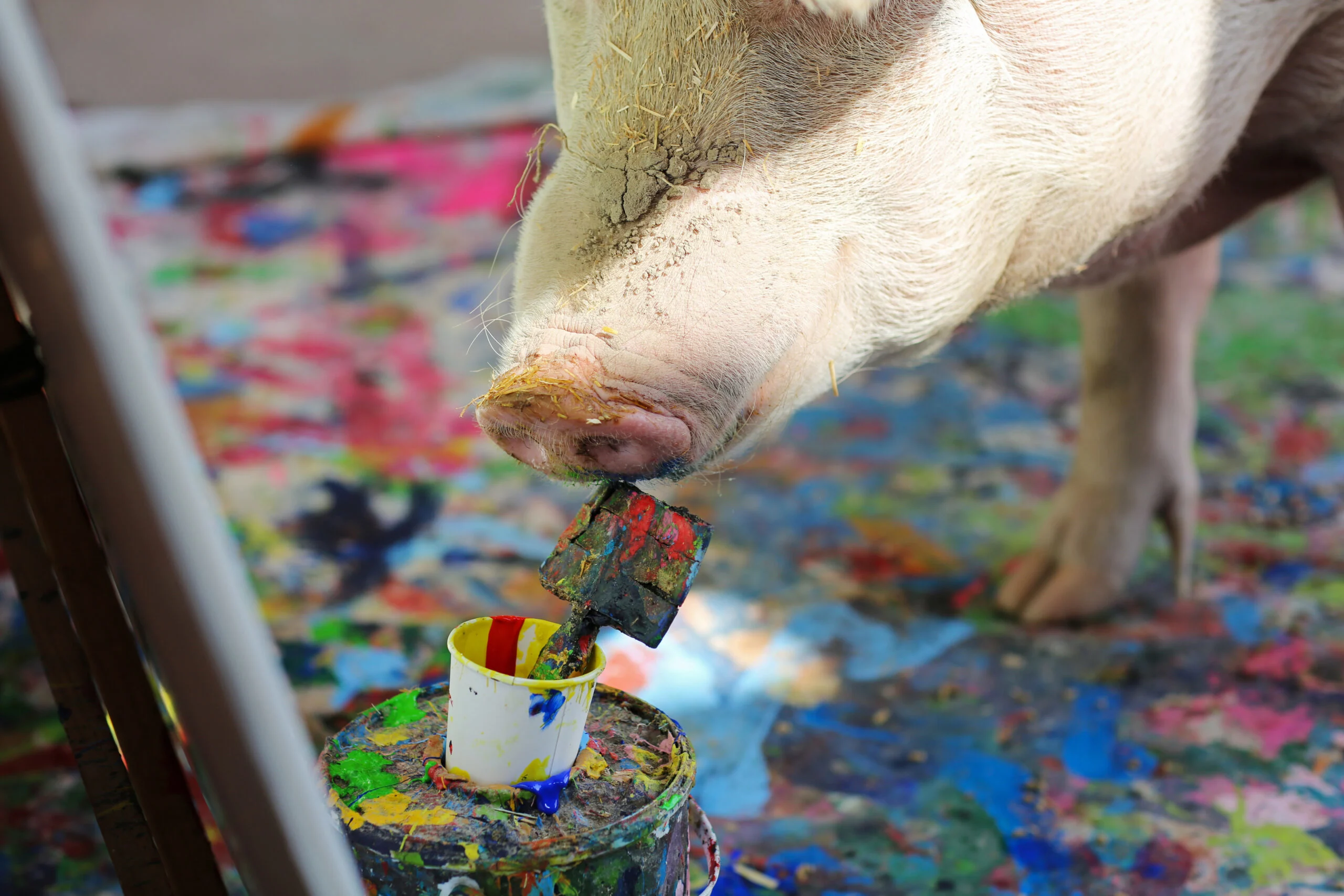 Pigcasso, A Rescued Pig, Paints On A Canvas At The Farm Sanctuary In Franschhoek