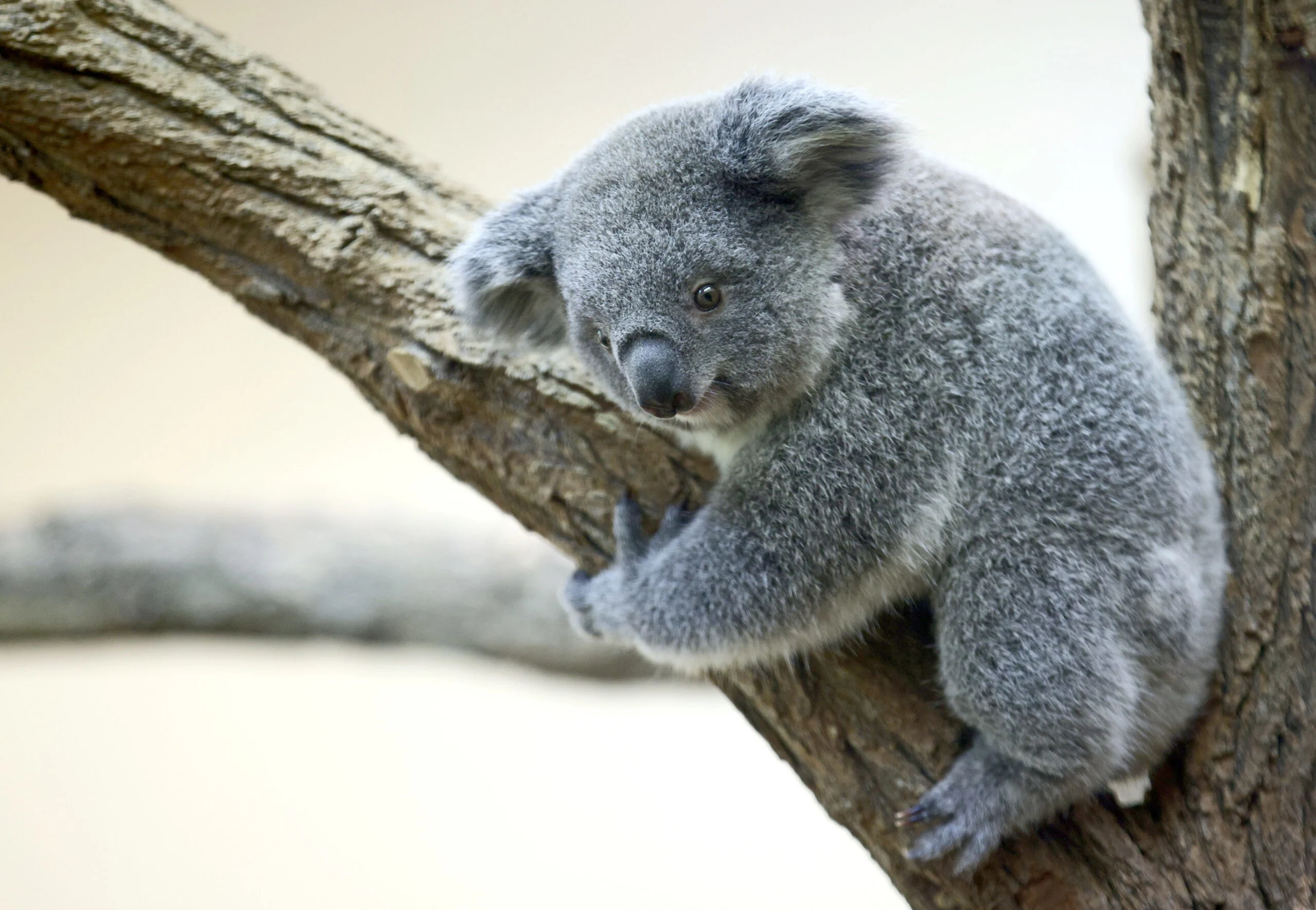 Nine Month Old Female Koala Cub Millaa Millaa Is Seen At Schoenbrunn Zoo