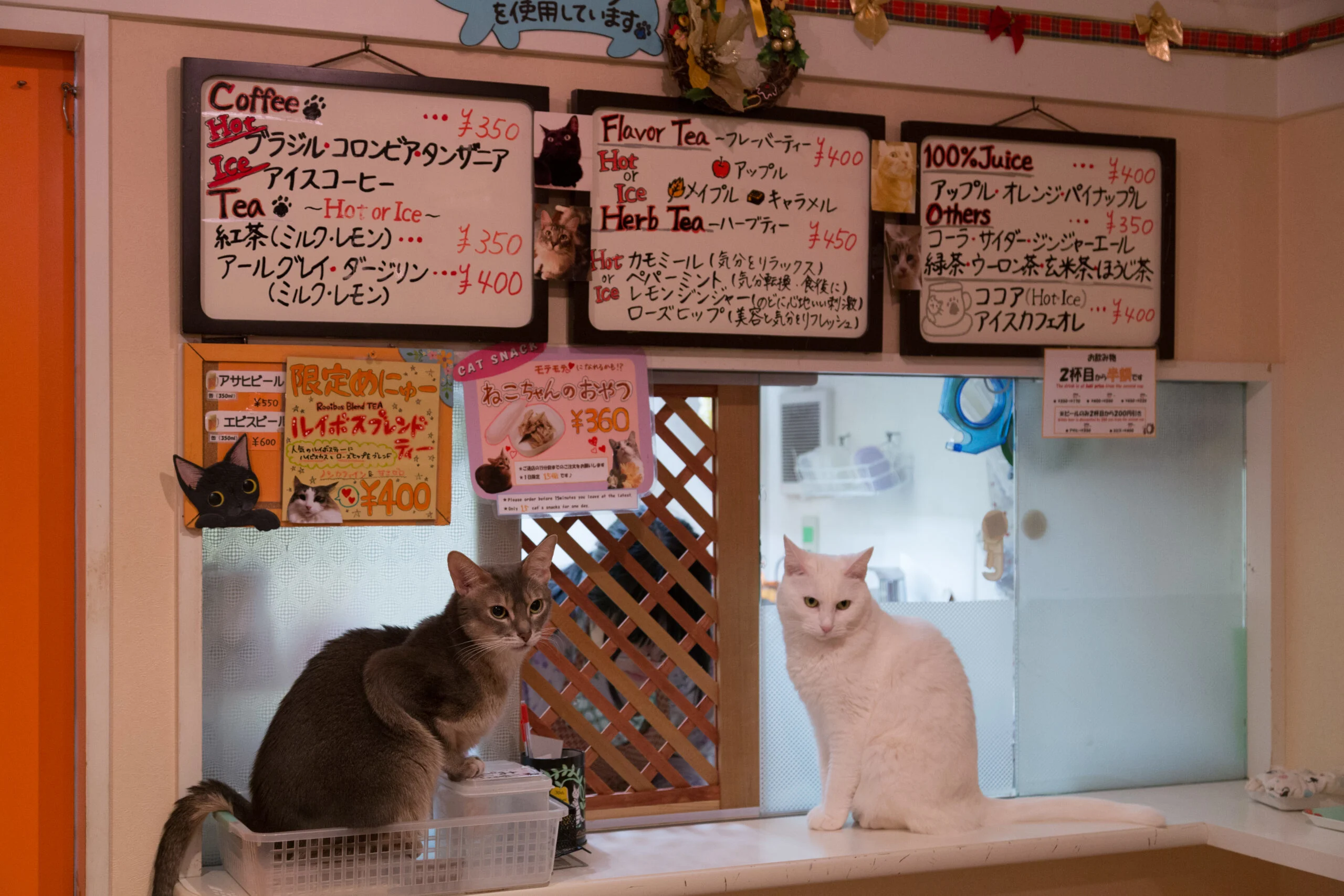 Tokyo,,japan, ,december,19,,2014:,cats,sitting,at,a