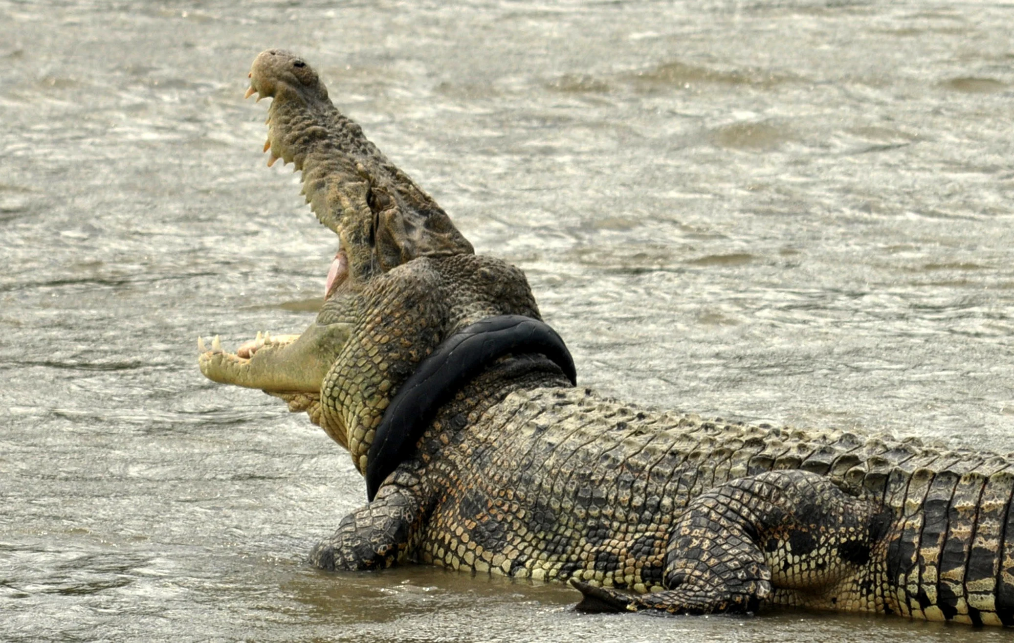 A Crocodile With A Used Motorcycle Tyre Around Its Neck Is Seen In A River In Palu