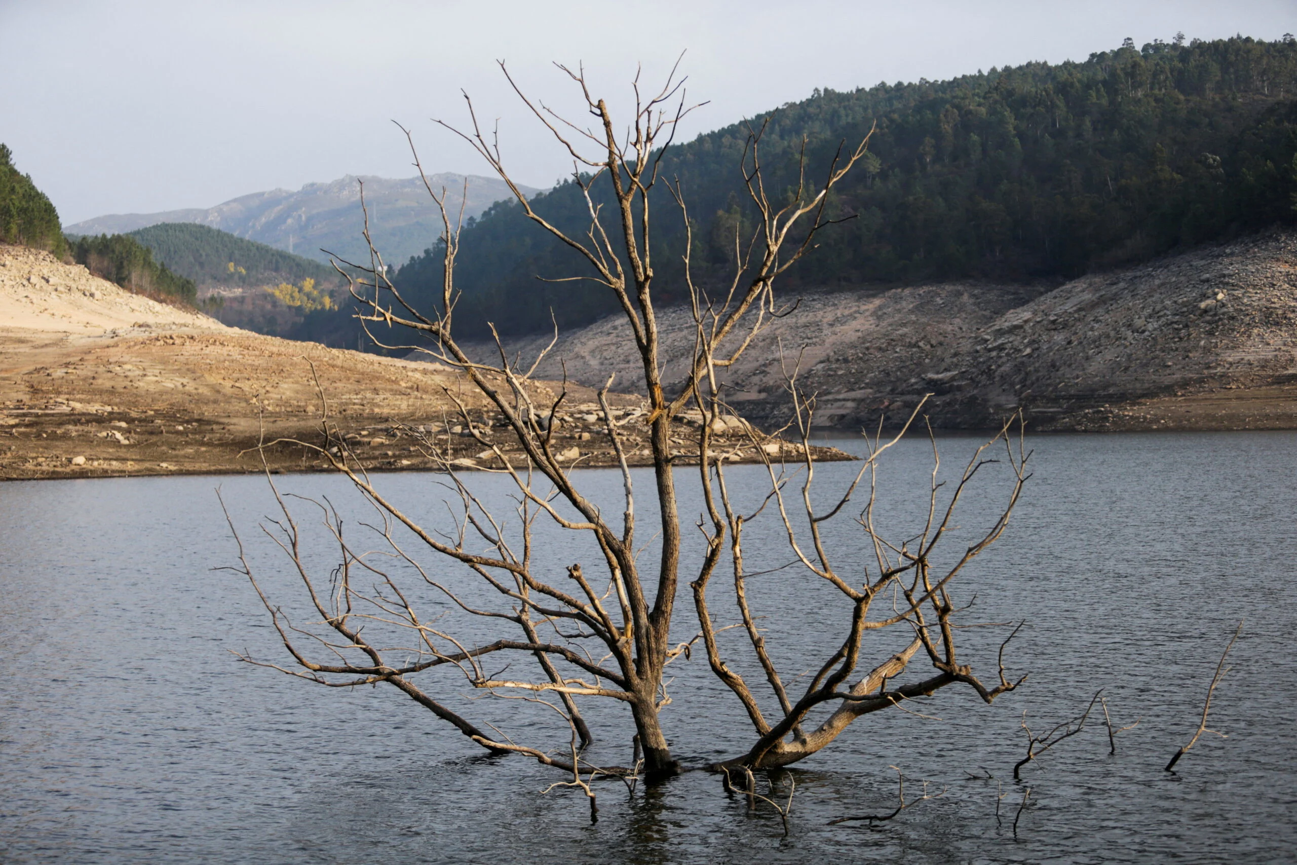 עץ שהגיח כתוצאה מהיובש בנהר לימה
