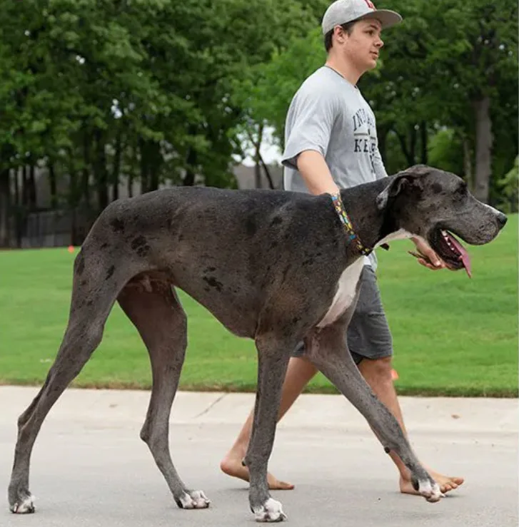 הכלב זאוס - הגבוה ביותר בעולם