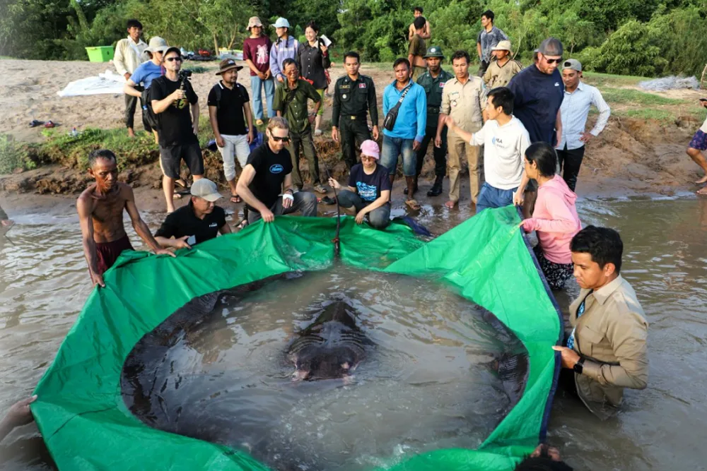 דג המים המתוקים הגדול בעולם