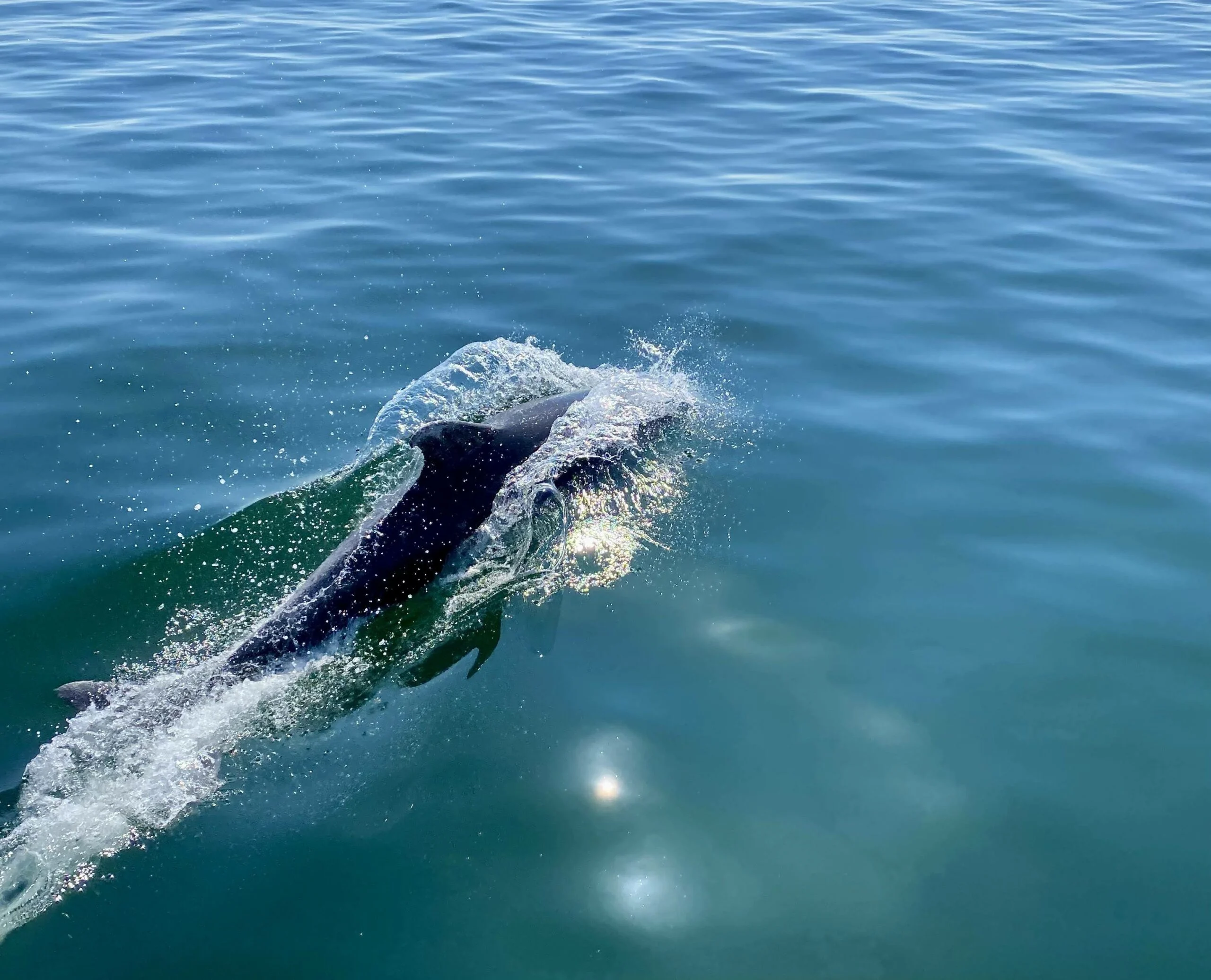 מפגש מרגש עם דולפין. צילום: אבנית (ניתי) סטרולוב