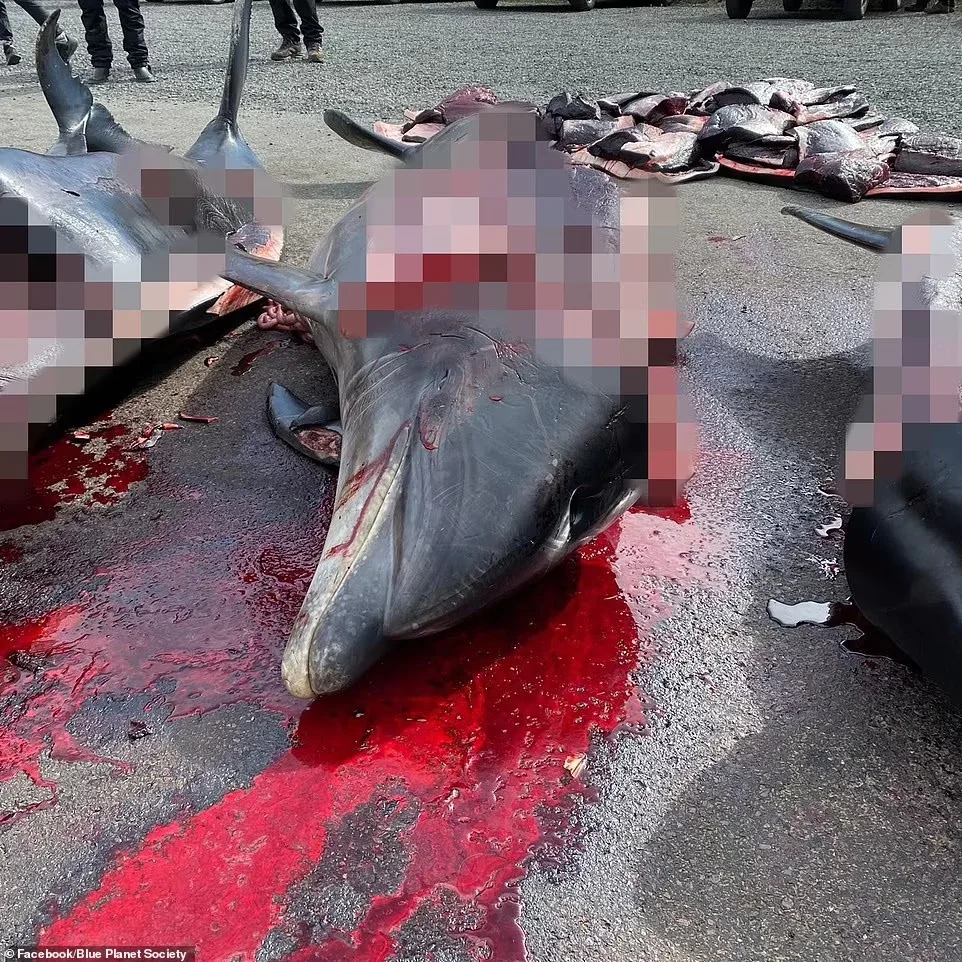 גופות הדולפינים בחופי איי פארו