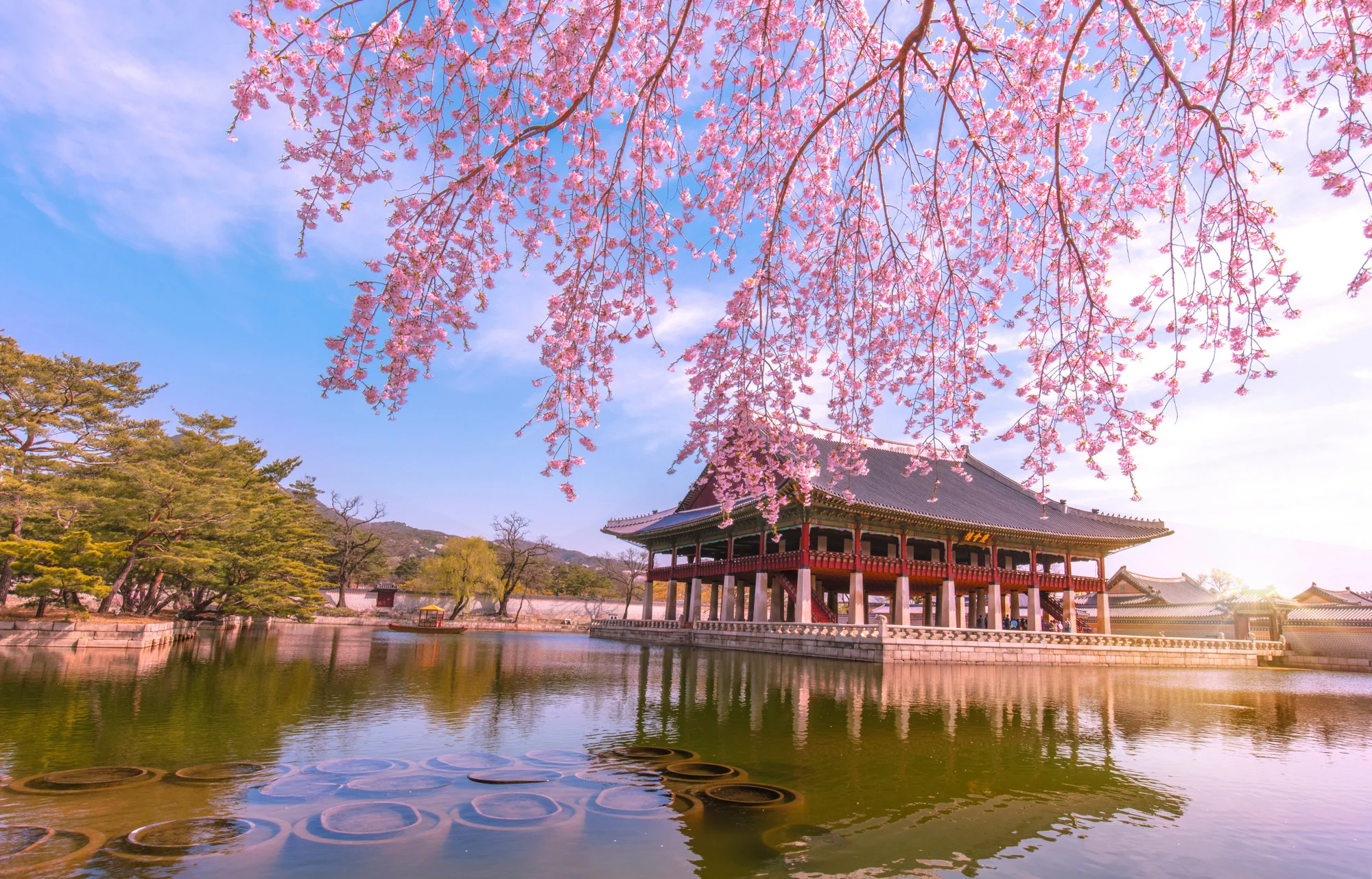 Gyeongbokgung,palace,with,cherry,blossom,in,spring,seoul,south,korea.