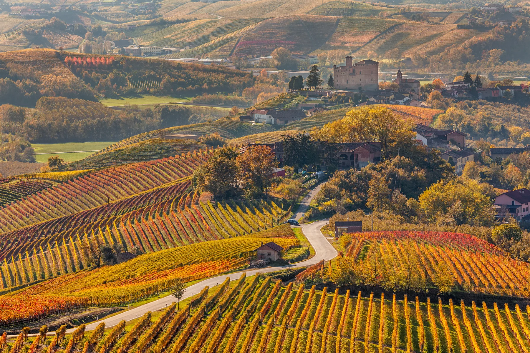 Narrow,road,through,colorful,autumnal,vineyards,in,piedmont,,northern,italy.