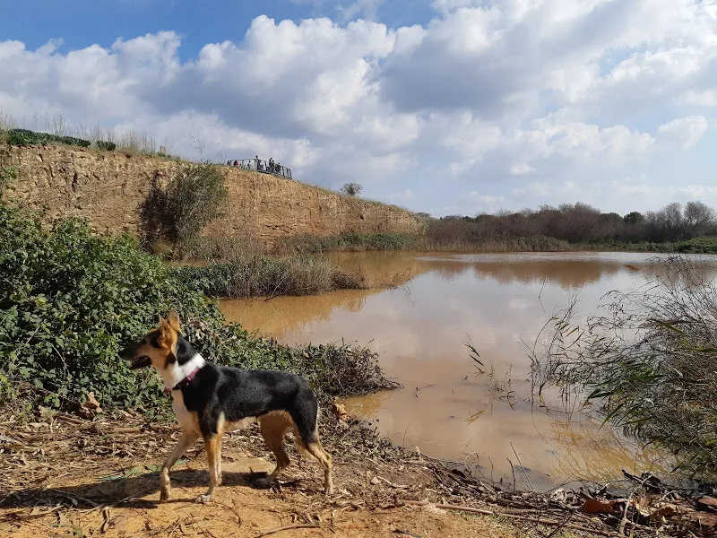 טיולים עם כלבים. אגמון אודים. צילום: עינב לנדאו