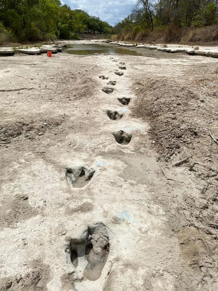 שרידי טביעות הרגל של הדינוזאורים