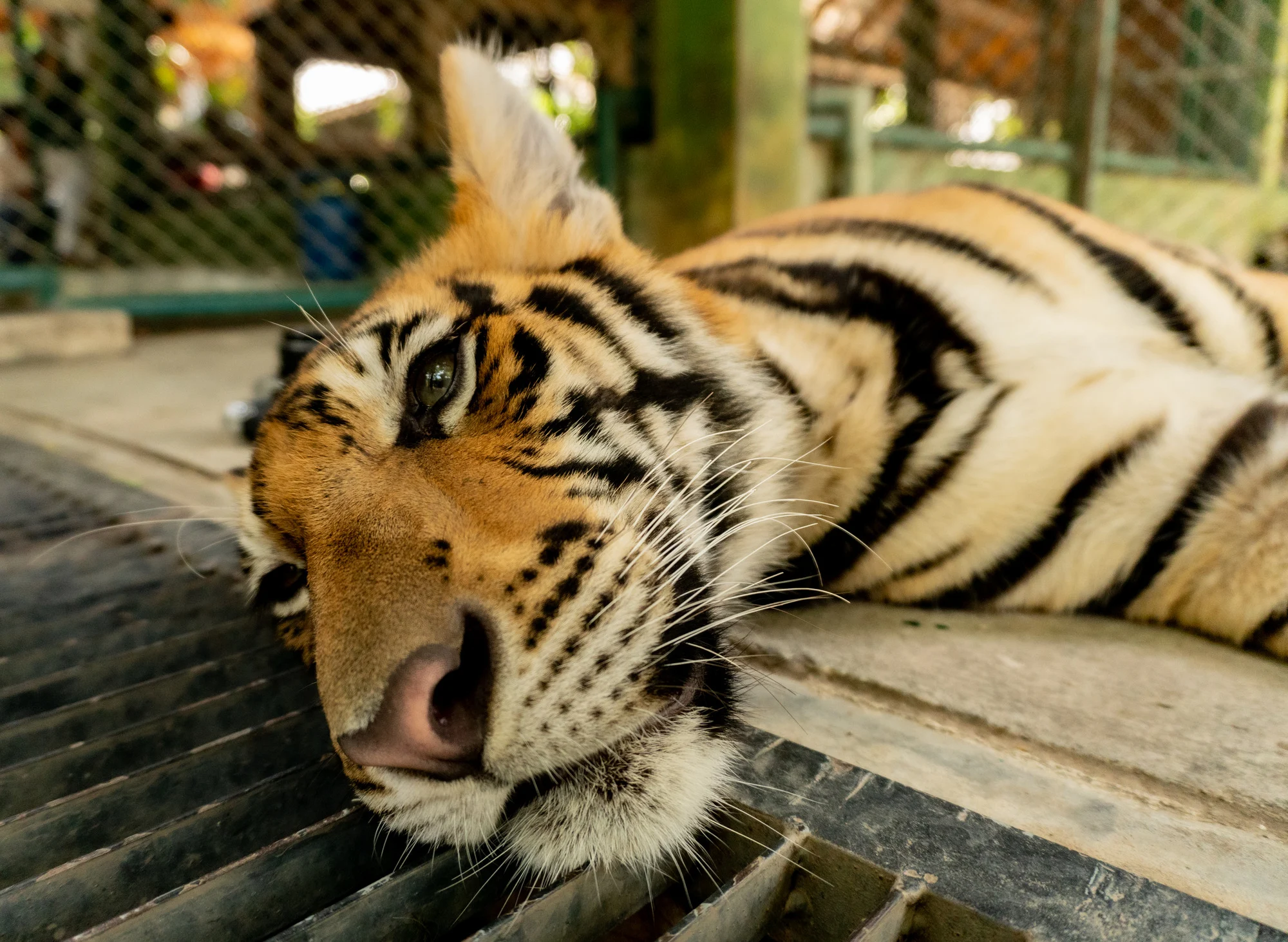 Caged,bengal,tiger,in,thailand.,tigers,are,a,popular,tourist