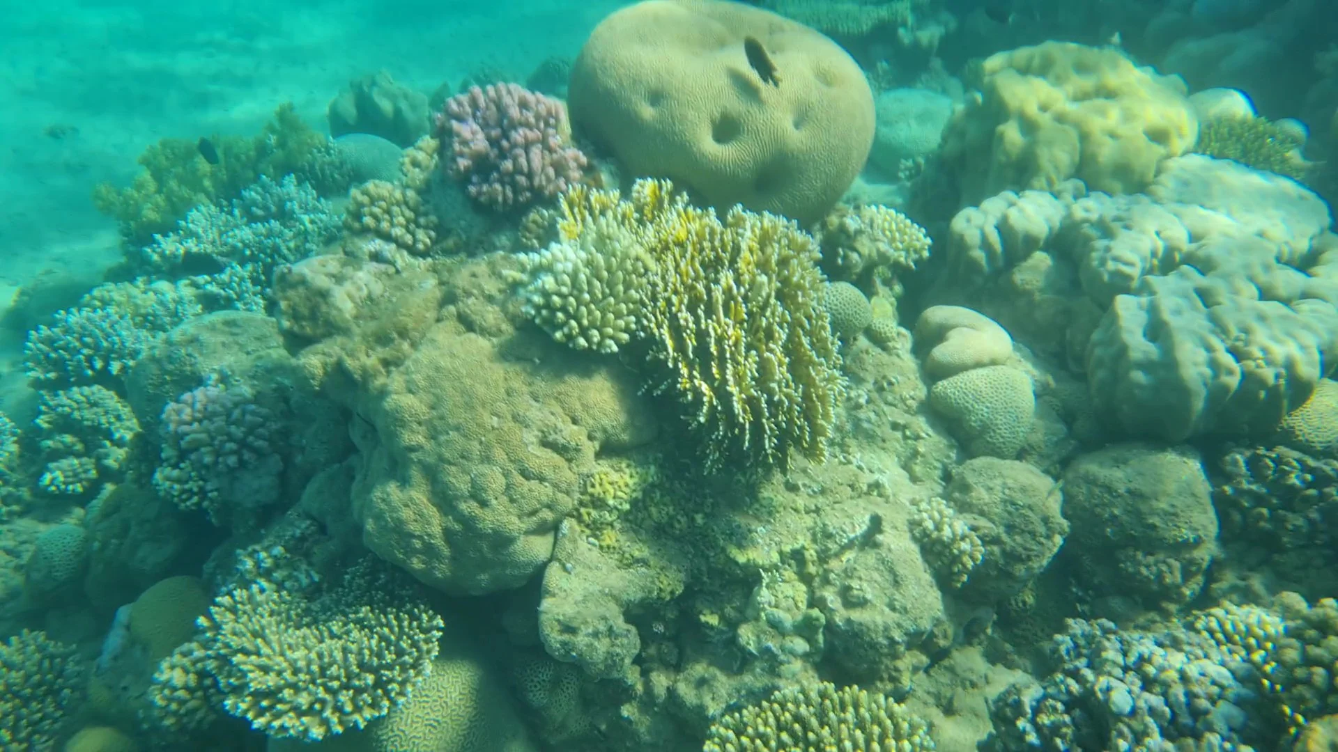 שונית אלמוגים בעקבה