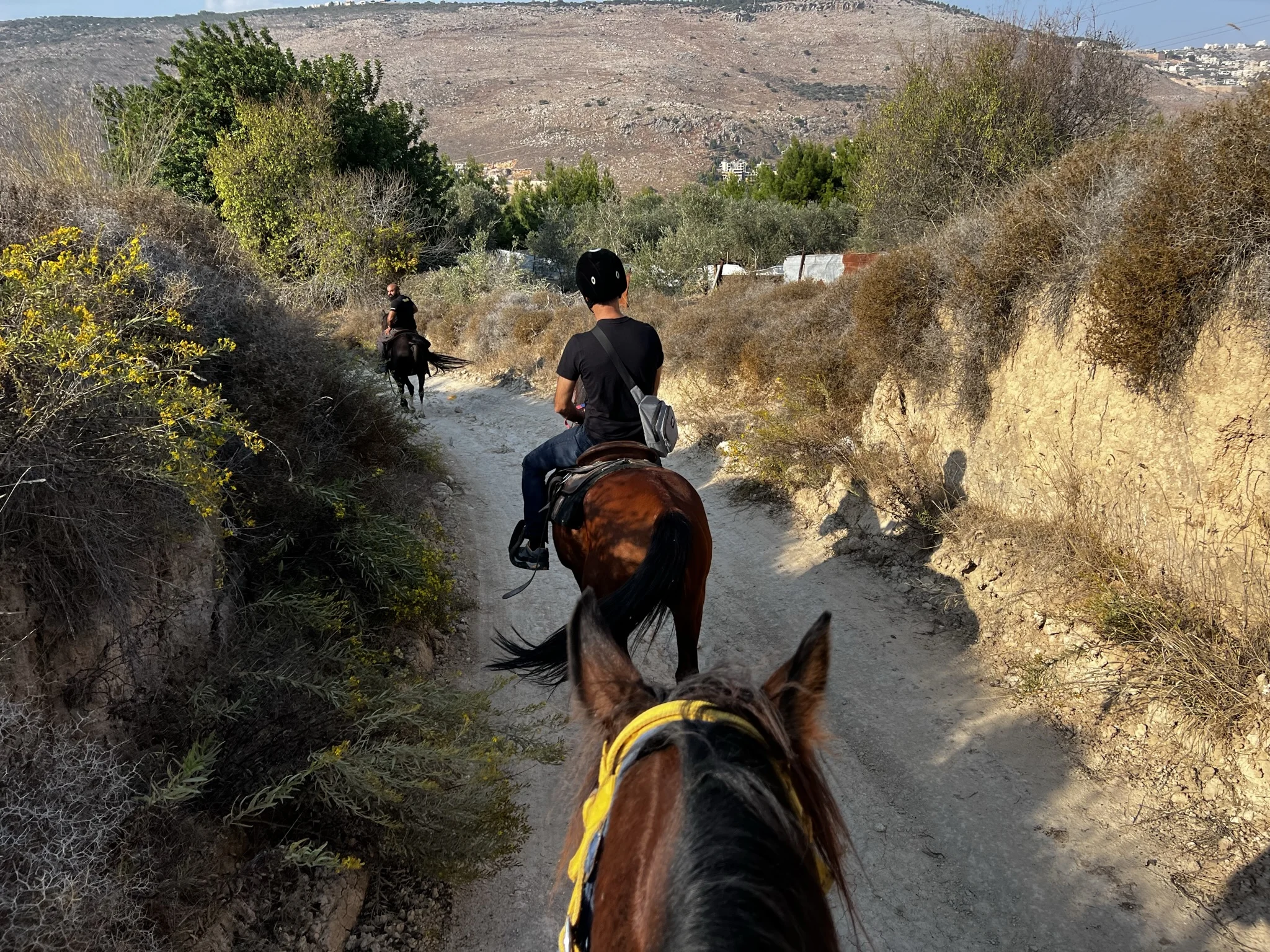 ארץ כרמי זית. צילום אבנית סטרולוב