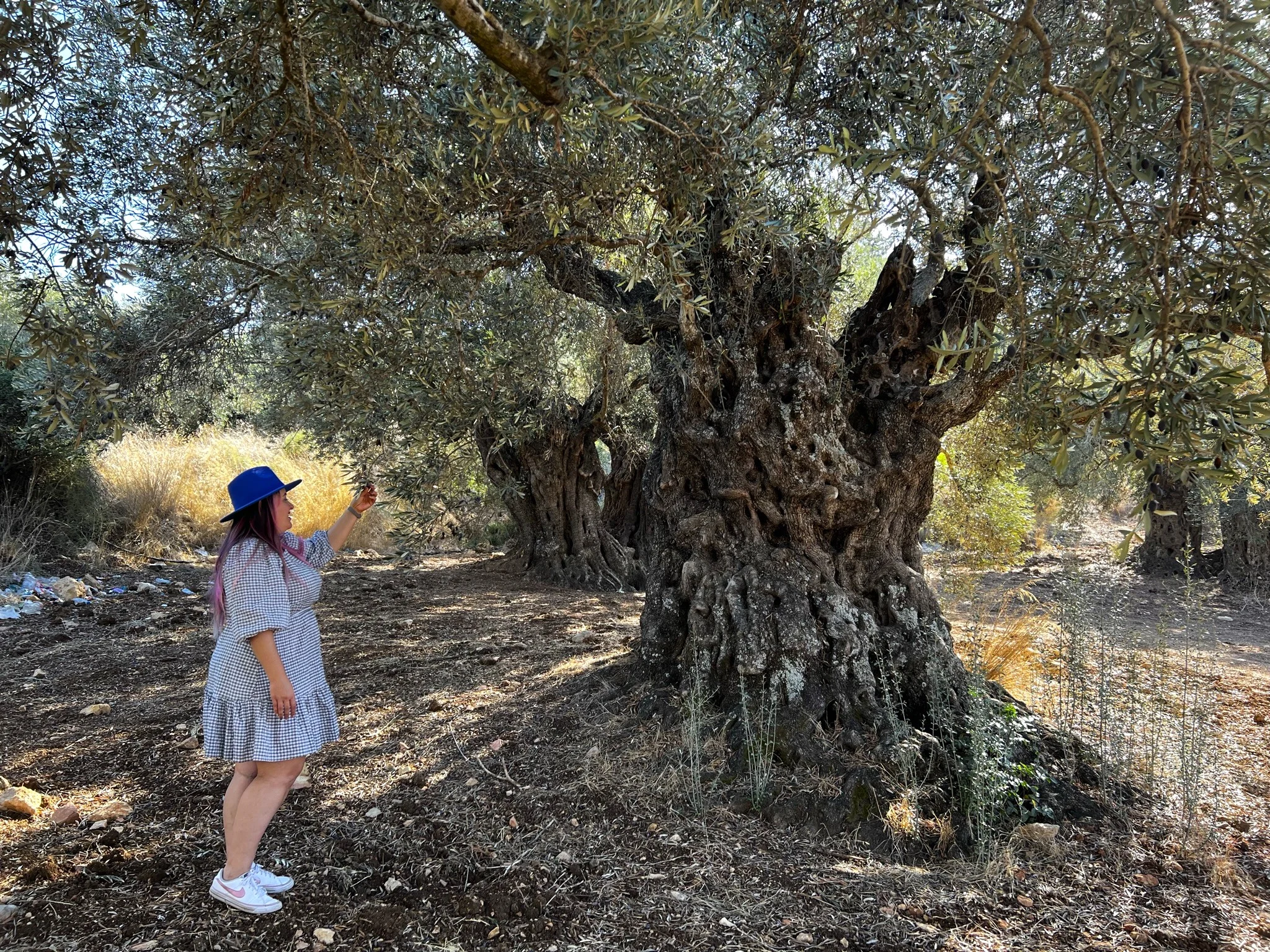 ארץ כרמי זית. צילום אבנית סטרולוב