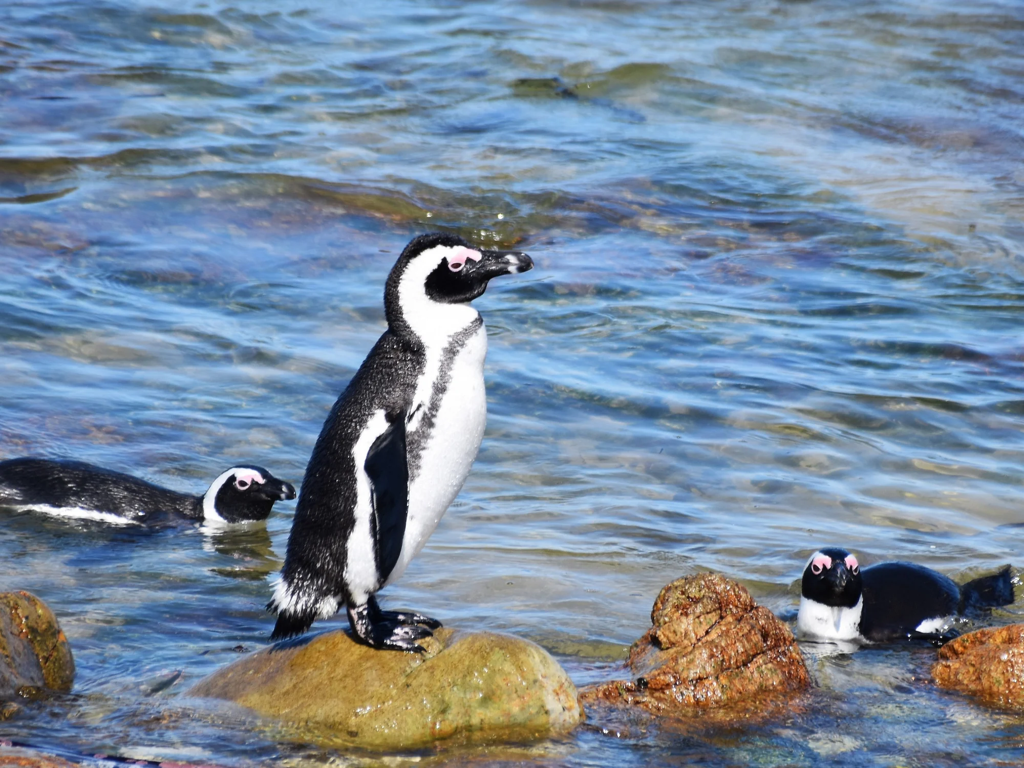 מושבת פינגווינים. צילום: ניב ויערה - יםבעולם