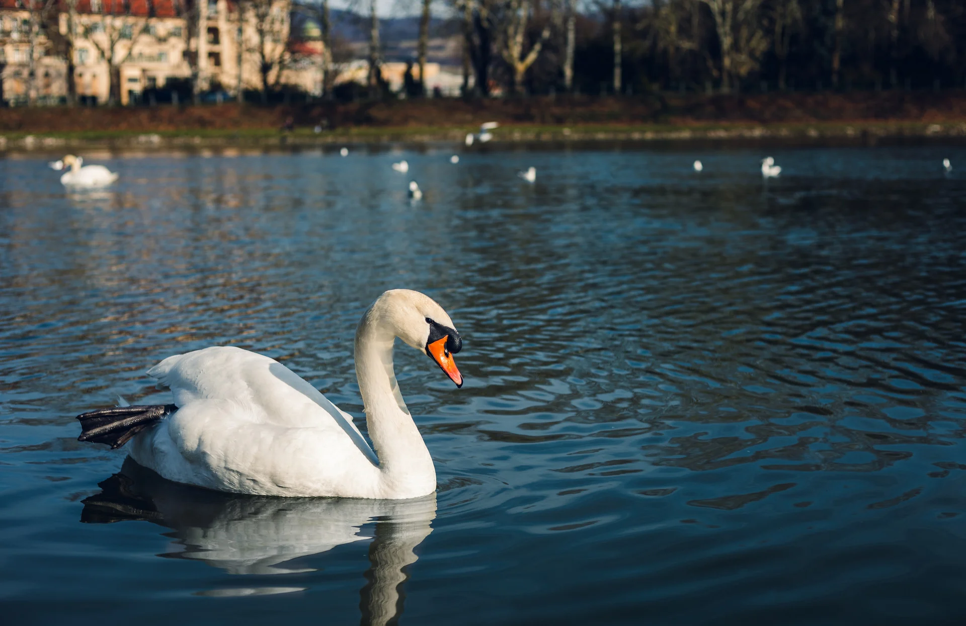 פישטני, סלובקיה Image, ,swans,on,the,river,with,reflection,in,water