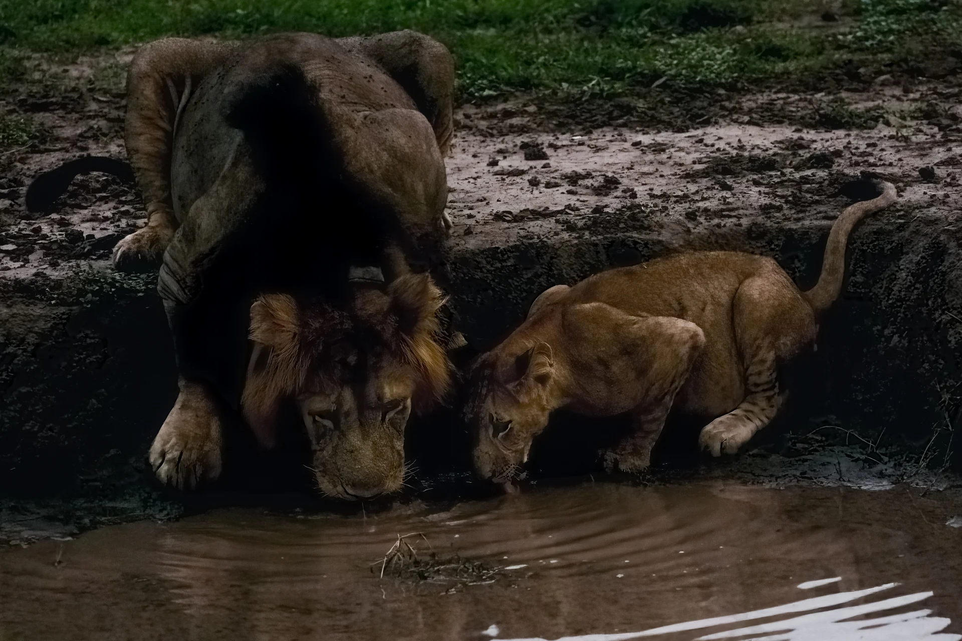 אריות באוגנדה
