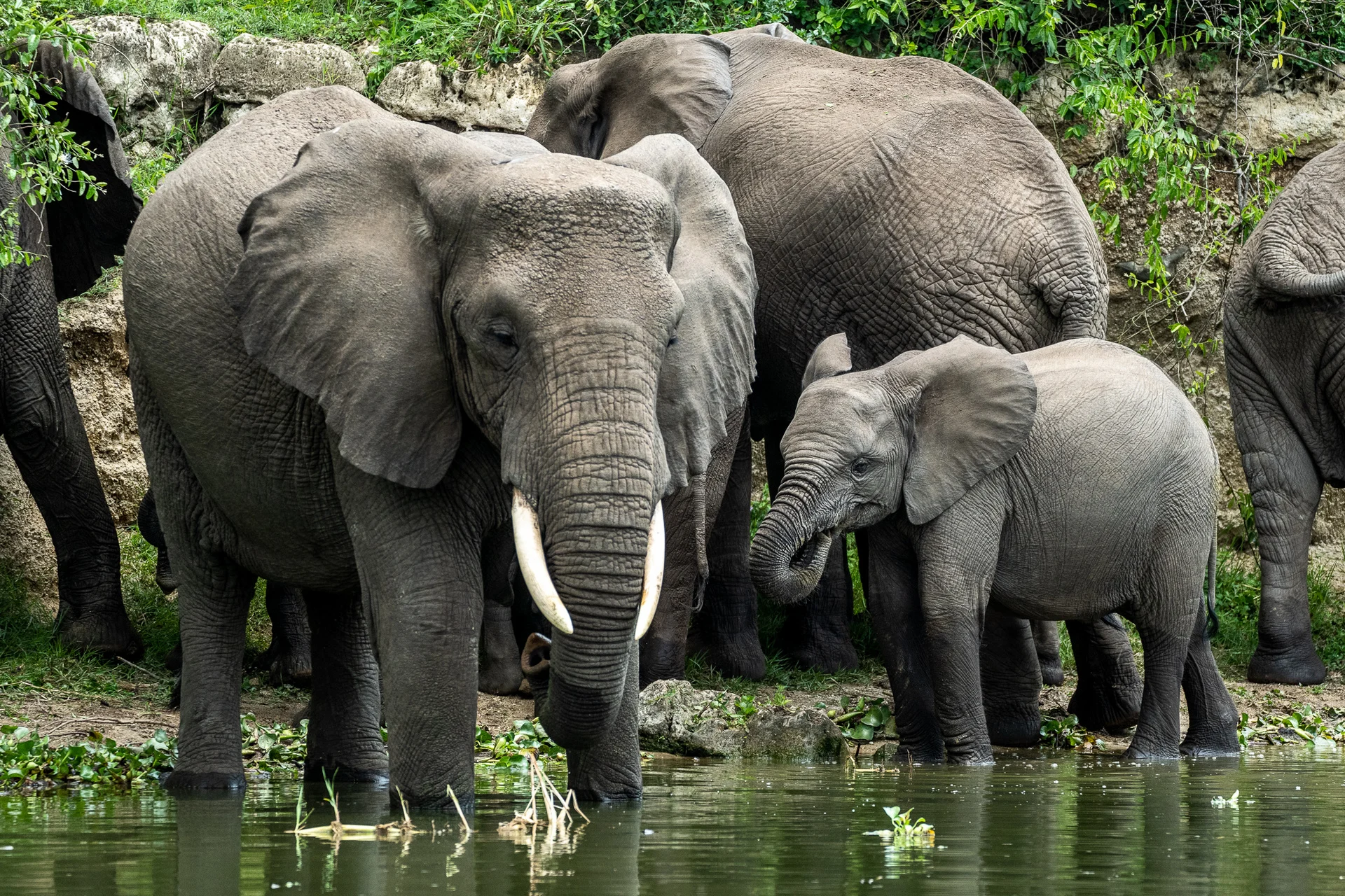 פילים באוגנדה