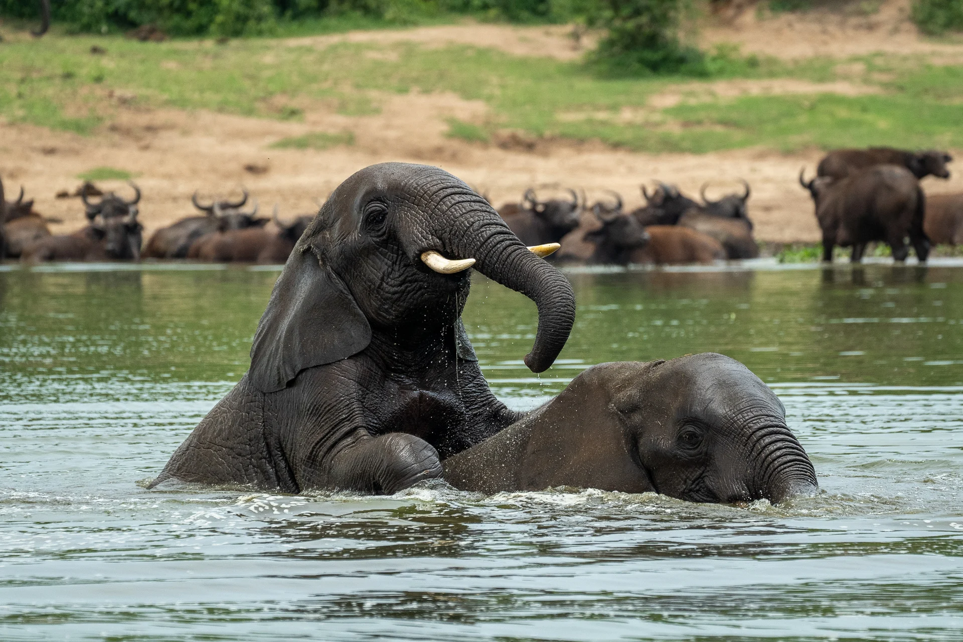 פילים באוגנדה