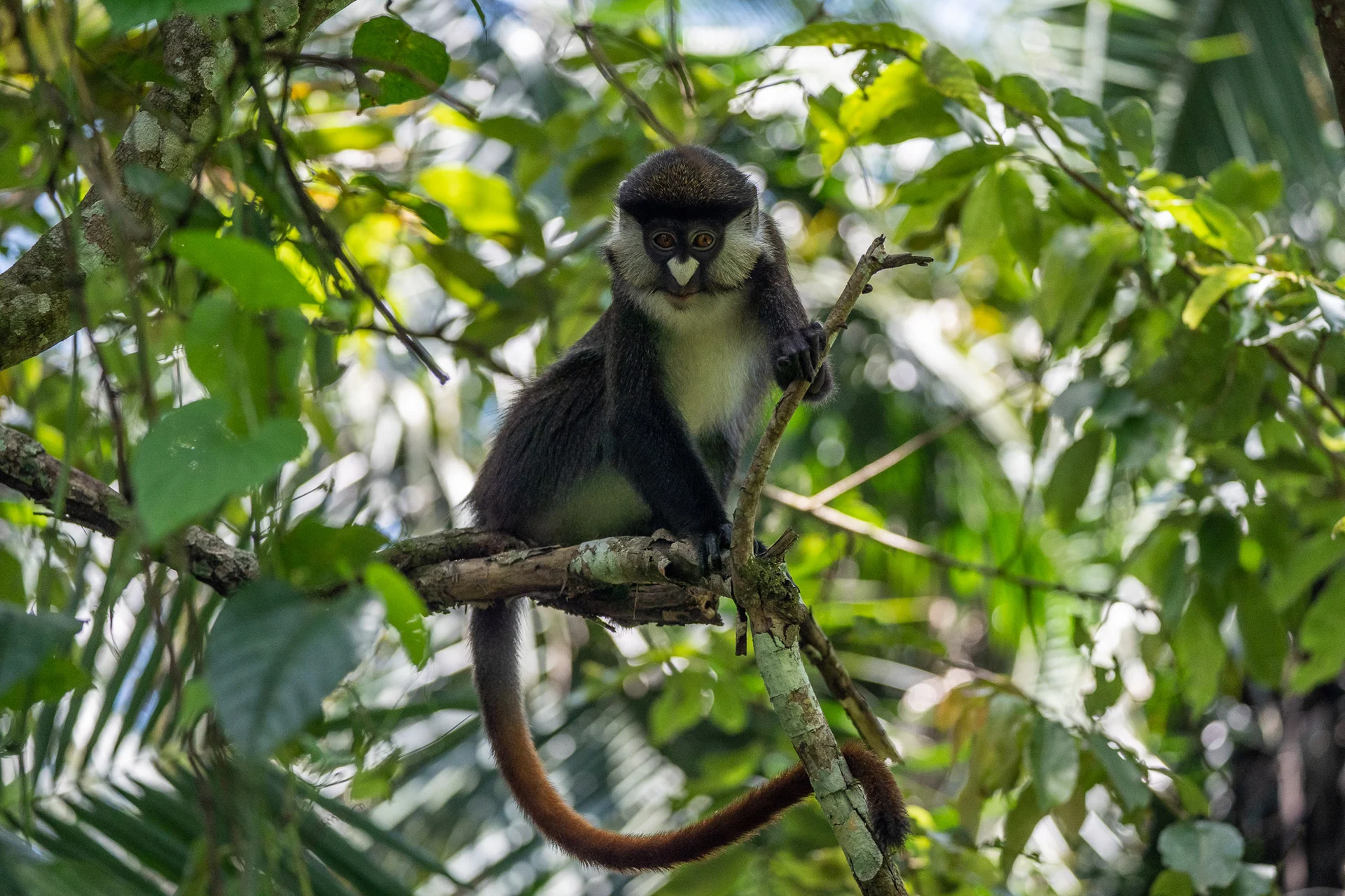 קופים באוגנדה