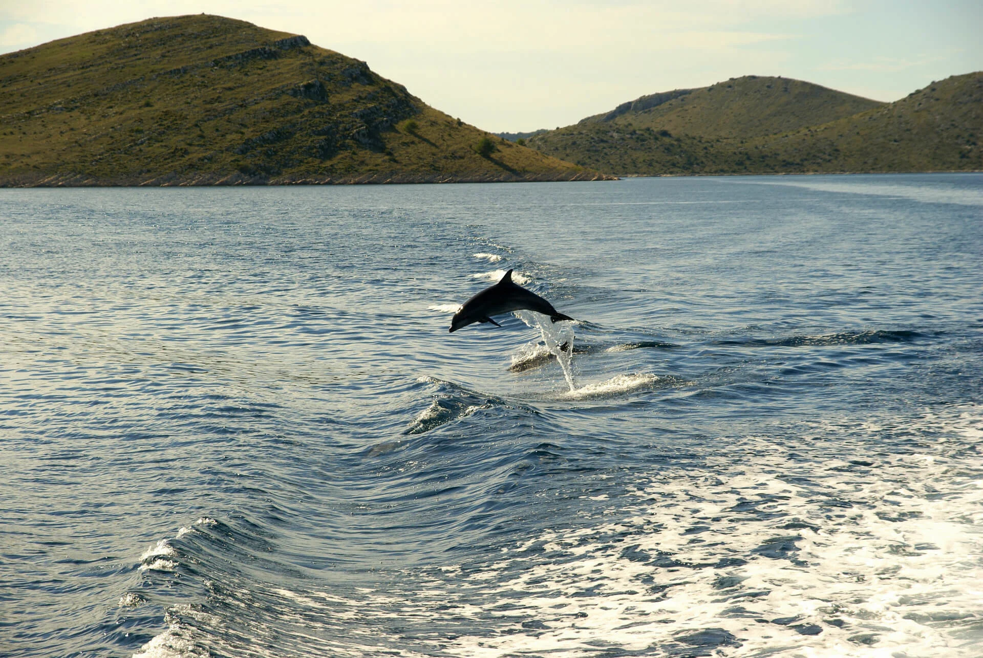 Shutterstock דולפינים בקרואטיה