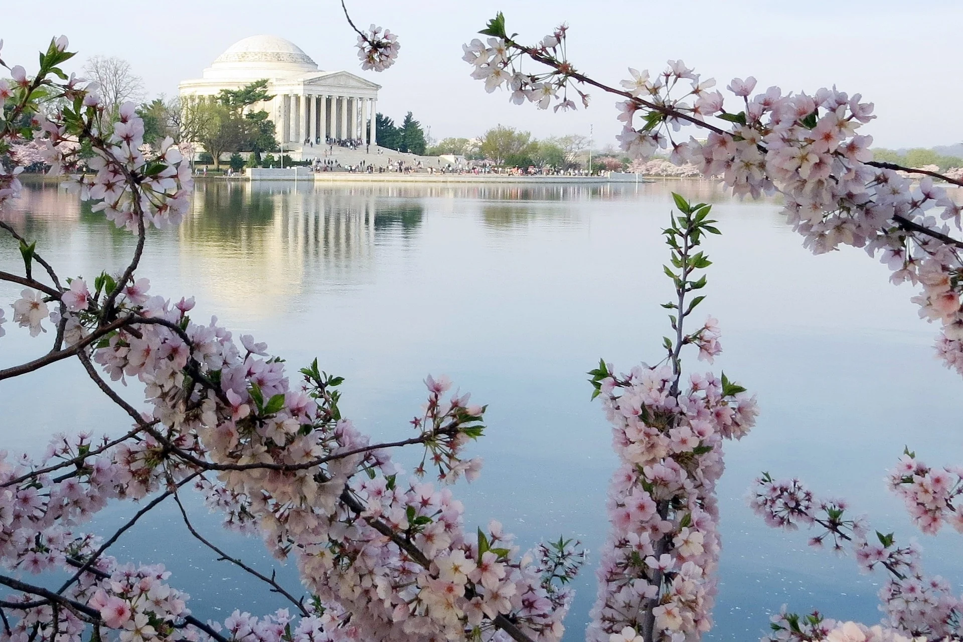 Cherry Blossoms פריחת הסאקורה בוושינגטון