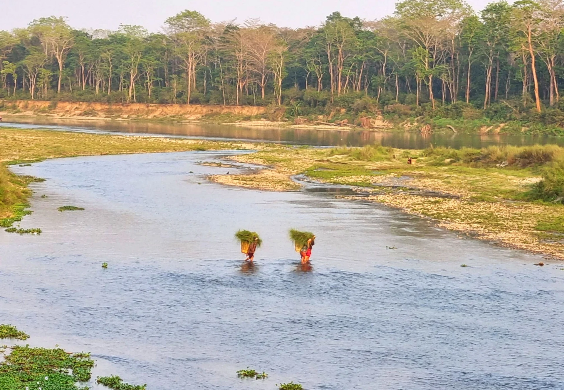 Chitwan Jungle