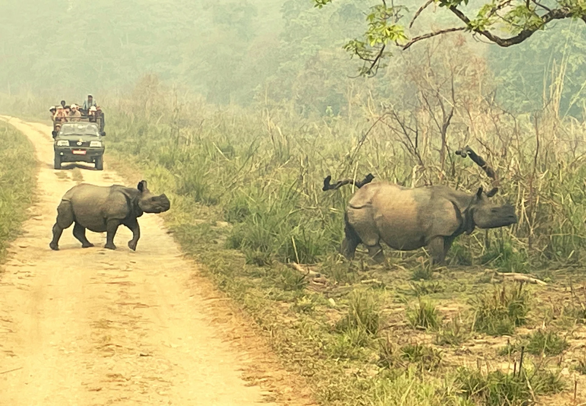 Chitwan Rhino And Baby טיול משפחתי בנפאל