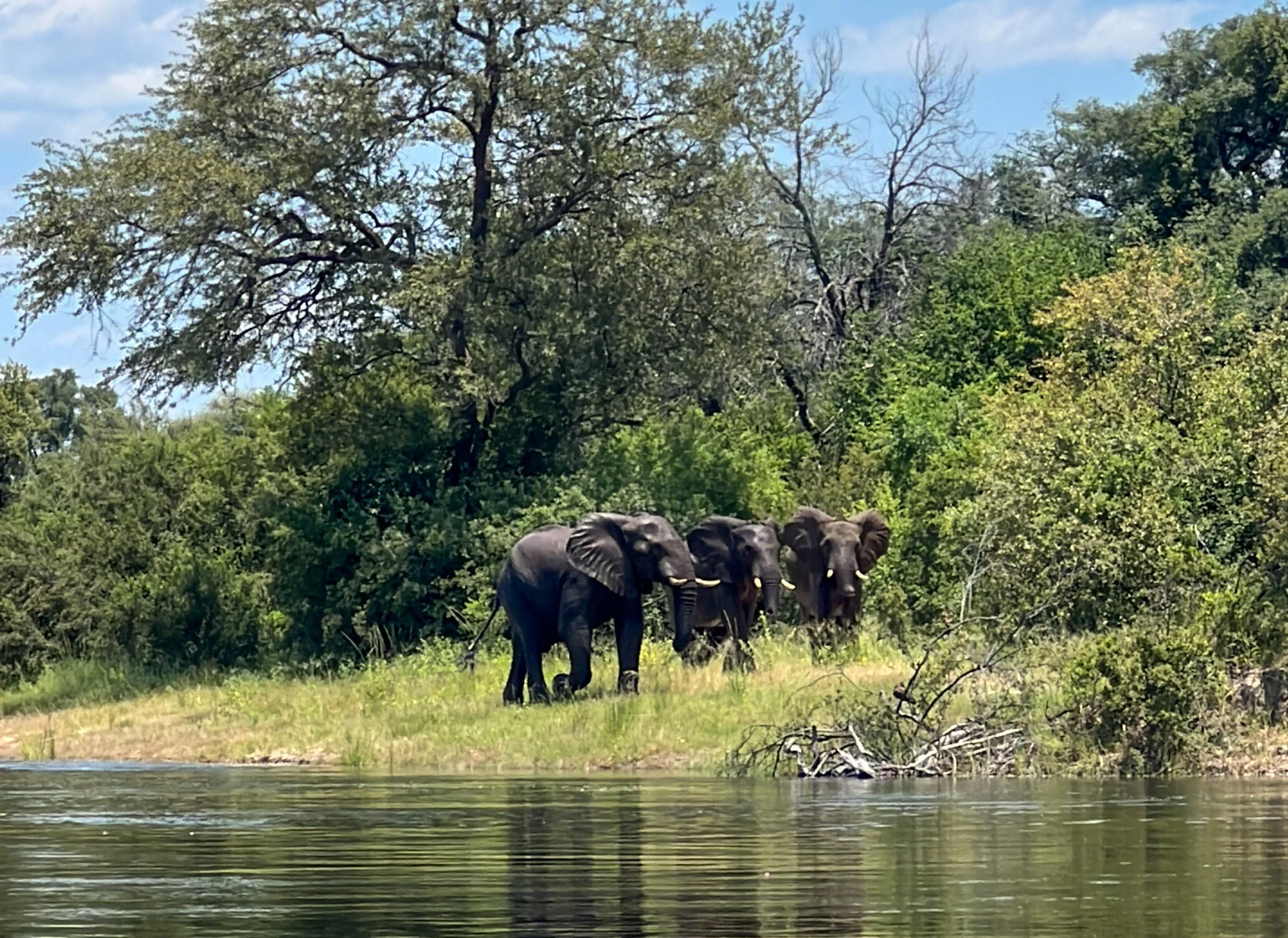 שמורת פילים באפריקה