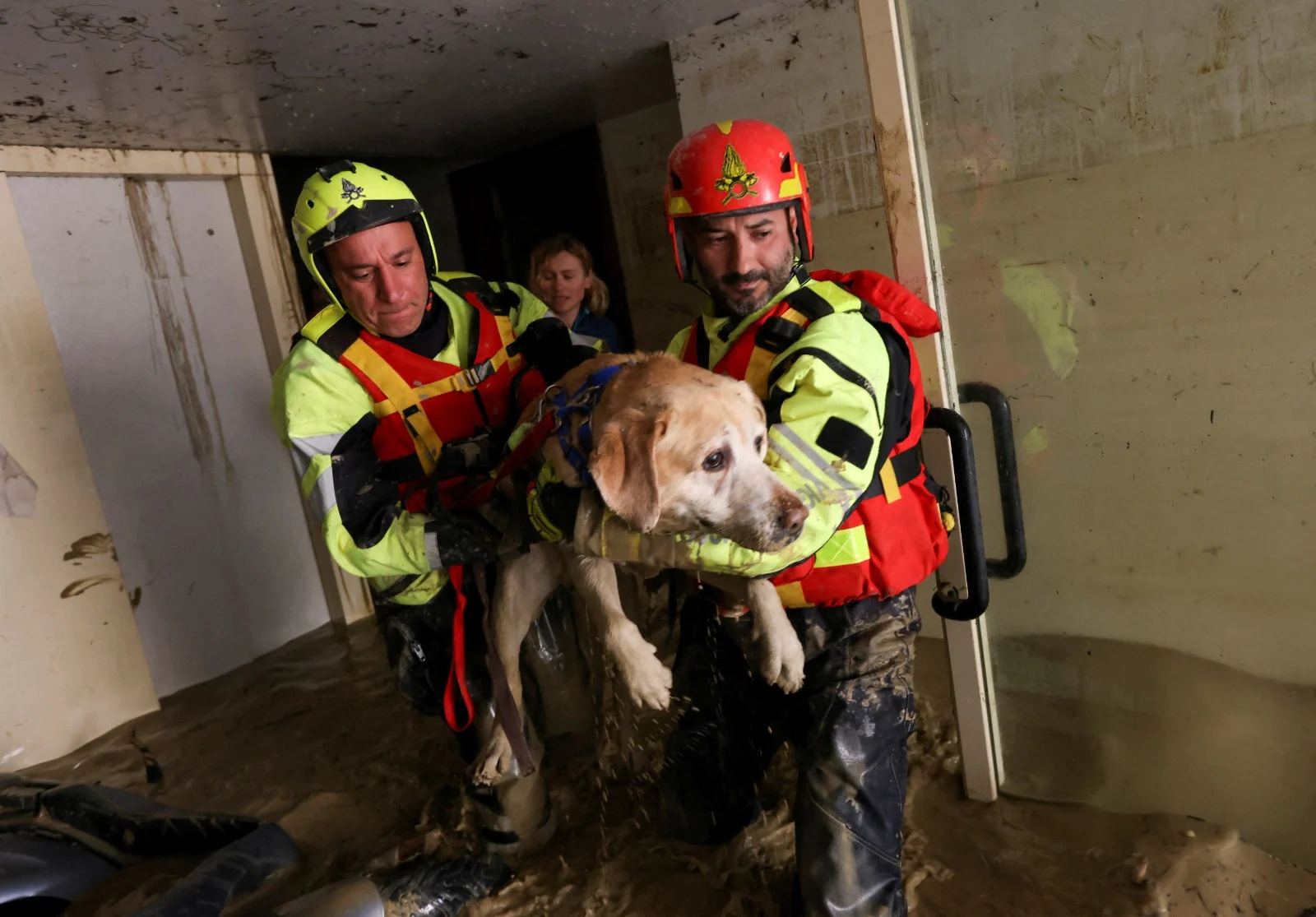 כלב מחולץ בשיטפון ע''י כוחות ההצלה